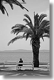 benches, black and white, croatia, europe, palm trees, split, vertical, womens, photograph
