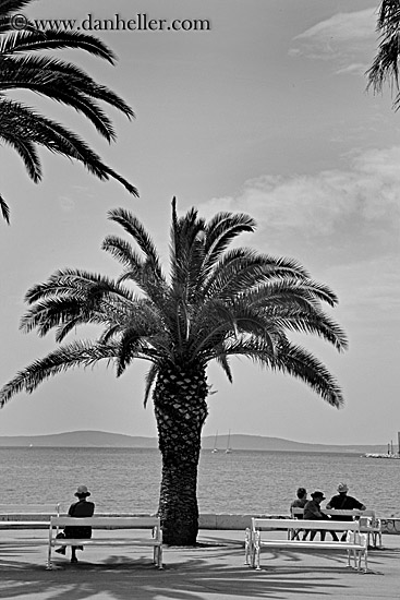 woman-bench-palm_tree-bw-2.jpg