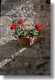 croatia, europe, flowers, trogir, vertical, photograph