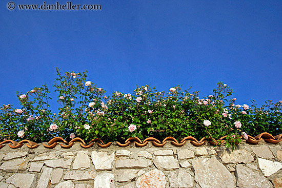 wall-n-roses-01.jpg