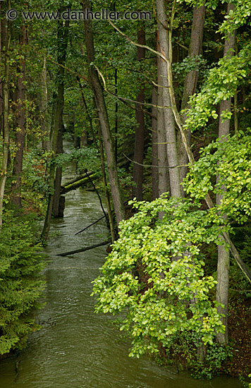 forest-stream.jpg