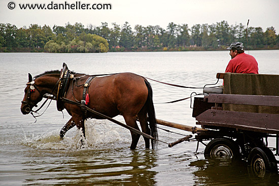 horse-to-water-3.jpg