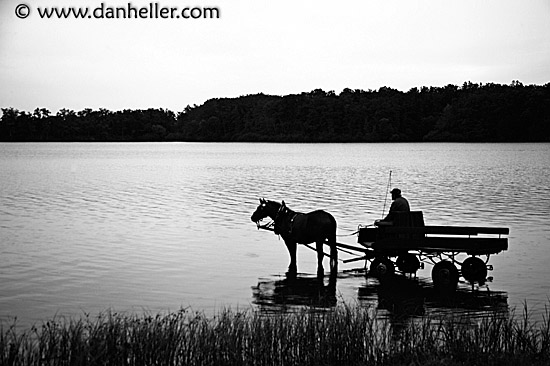 horse-to-water-bw-1.jpg