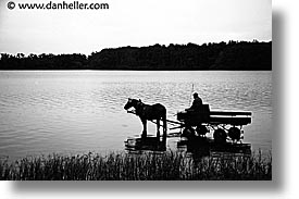 black and white, bohemia, czech republic, europe, horizontal, horses, water, photograph