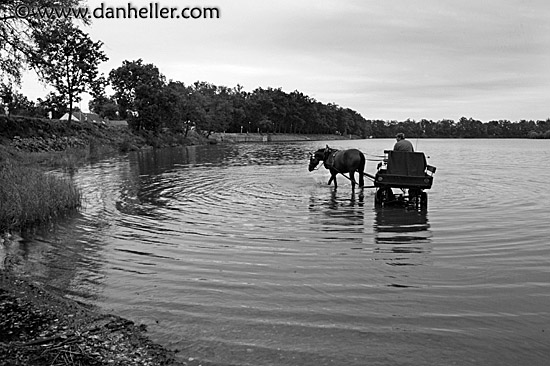 horse-to-water-bw-3.jpg