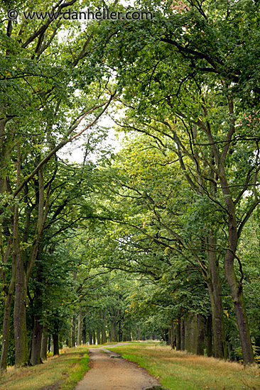 tree-tunnel.jpg