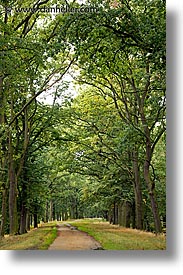 bohemia, czech republic, europe, trees, tunnel, vertical, photograph