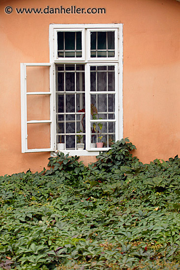 viney-window.jpg