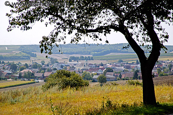 shady-tree-town.jpg