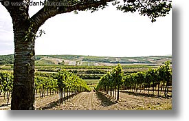 czech republic, europe, horizontal, moravia, trees, vinyards, photograph