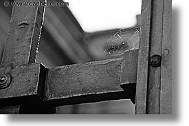 black and white, czech republic, europe, horizontal, prague, spider, web, photograph