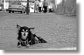 black and white, czech republic, dogs, europe, horizontal, likes, papillon, prague, streets, photograph