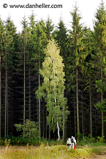 birch-hiking.jpg