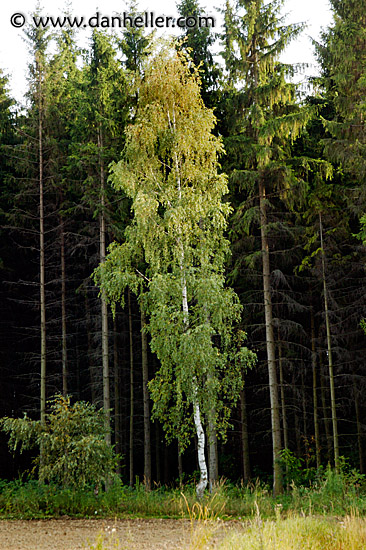 birch-tree-2.jpg