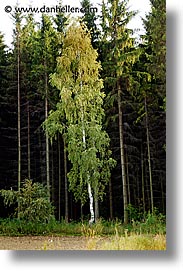 birch, czech republic, europe, sumava forest, trees, vertical, photograph