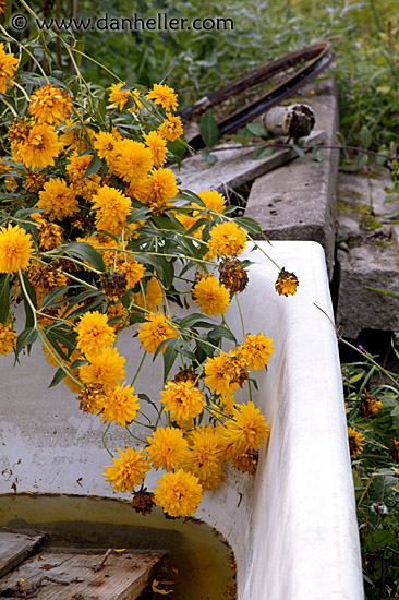 flowers-in-tub-1.jpg