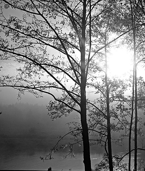 foggy-trees-1.jpg