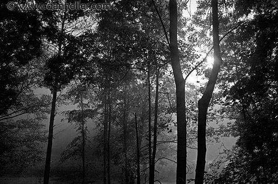 foggy-trees-2.jpg