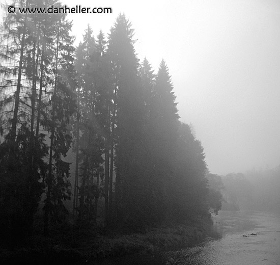 foggy-trees-3.jpg