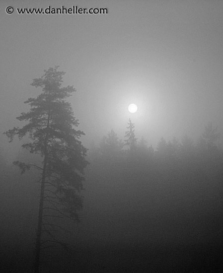 foggy-trees-4.jpg