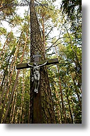 images/Europe/CzechRepublic/SumavaForest/jesus-tree-2.jpg
