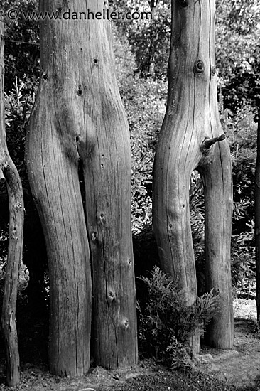naked-trees.jpg