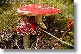 czech republic, europe, horizontal, mushrooms, red, sumava forest, photograph