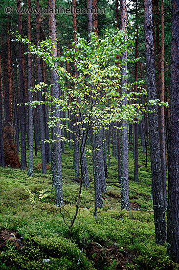 sumava-1.jpg