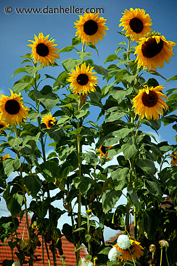 sunflowers-1.jpg