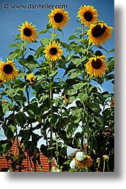 czech republic, europe, sumava forest, sunflowers, vertical, photograph