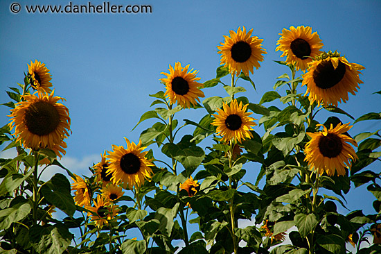 sunflowers-2.jpg