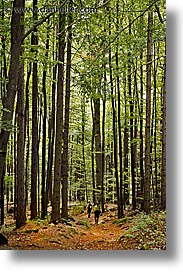 czech republic, europe, hiking, sumava forest, vertical, woods, photograph
