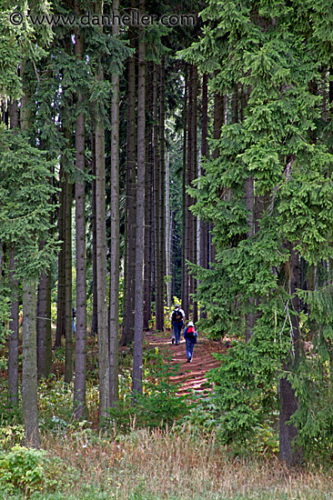 woods-hiking-2.jpg