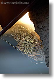 czech republic, europe, spider, telc, vertical, web, photograph