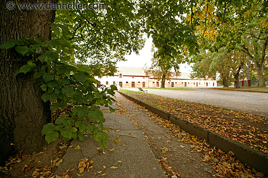 tree-sidewalk-1.jpg