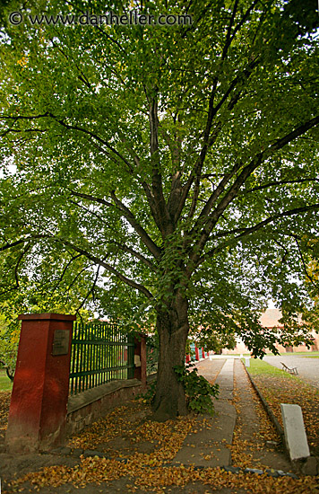 tree-sidewalk-2.jpg