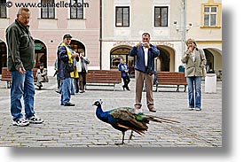 czech republic, europe, horizontal, peacock, trebon, photograph