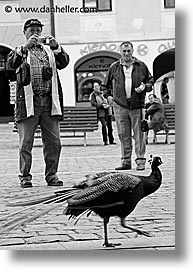 black and white, czech republic, europe, peacock, trebon, vertical, photograph