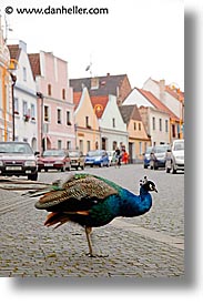 czech republic, europe, peacock, trebon, vertical, photograph