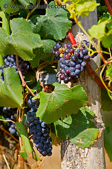 red-grapes-3.jpg