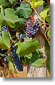 czech republic, europe, grapes, red, valtice, vertical, photograph