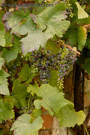 red-grapes-5.jpg