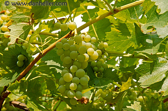 white-grapes-2.jpg