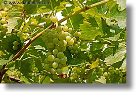 images/Europe/CzechRepublic/Valtice/white-grapes-2.jpg