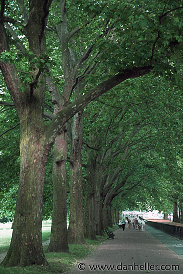 hyde-park-trees-1.jpg