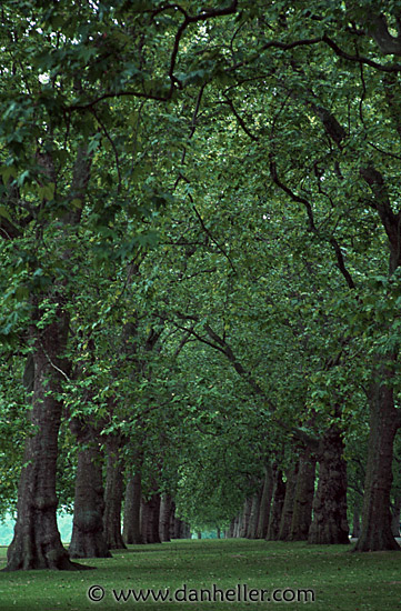 hyde-park-trees-3.jpg