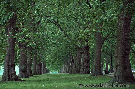 hyde-park-trees-4.jpg