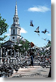birds, cities, england, english, europe, london, pigeons, trafalgar, united kingdom, vertical, photograph