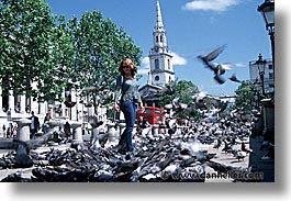 birds, cities, england, english, europe, horizontal, london, pigeons, trafalgar, united kingdom, photograph