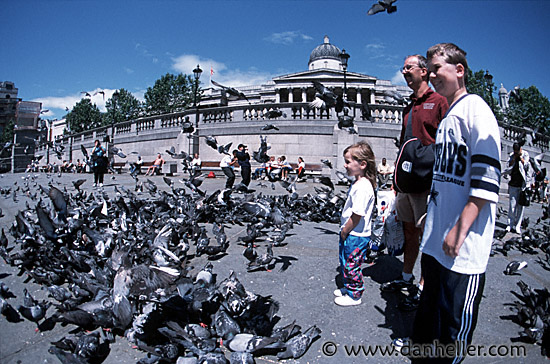 traf-pigeons-0002.jpg